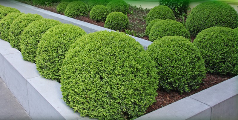 Jardin Devis Paysagiste Cr�ation Topiaires Am�nagement Ext�rieur