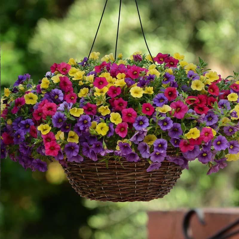 triomio mini suspension calibrachoa cabaret bleu rouge et jaune pot de 14 cm.jpg