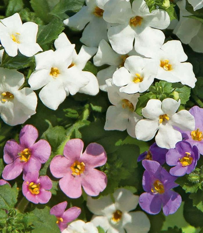 triomio suterranova everest blanc, rose et bleu pot de 14 cm.jpg