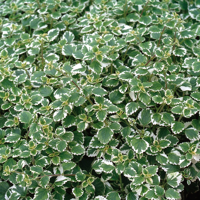 plectranthus coleoides feuil vert bordé blanc pot 11 cm.jpg